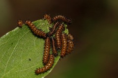 Acraea horta