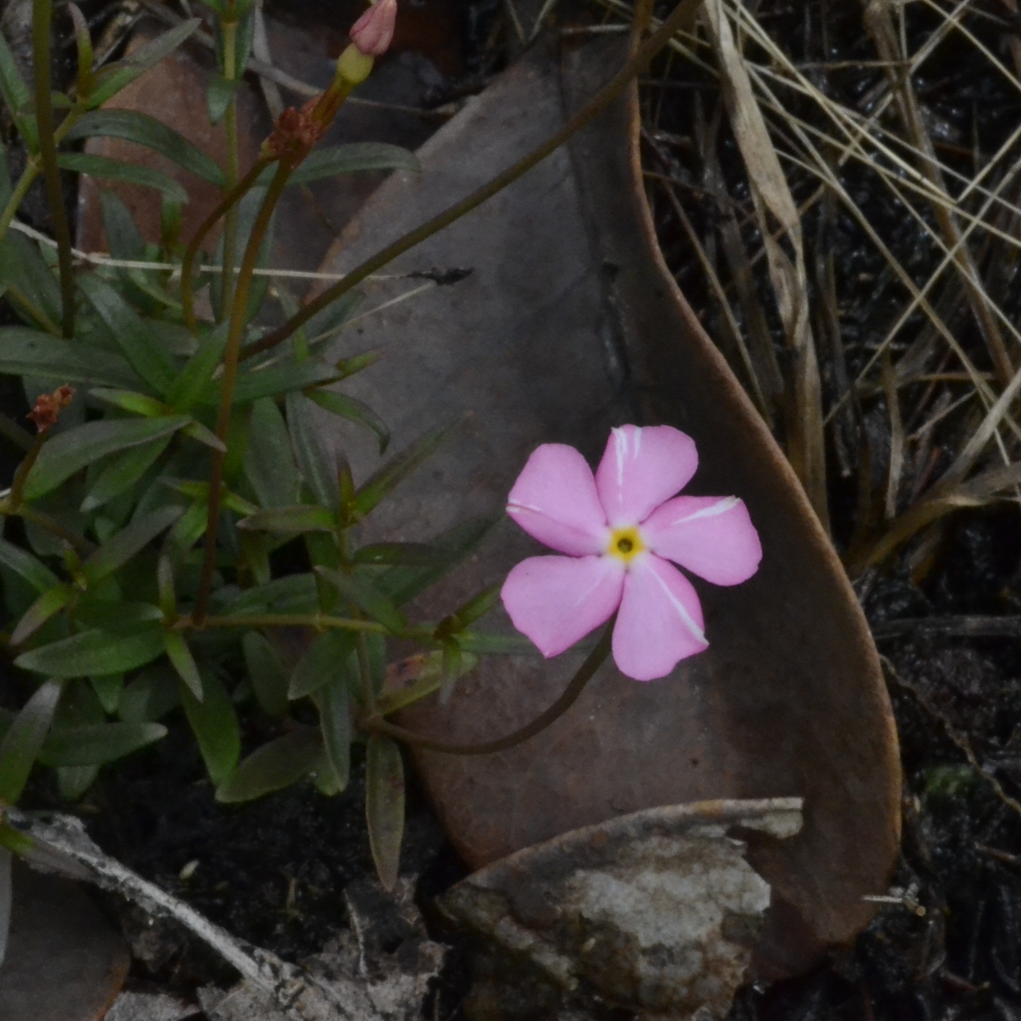Mandevilla tenuifolia