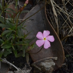 Mandevilla tenuifolia