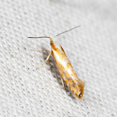 Argyresthia freyella