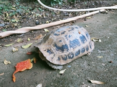 Indotestudo elongata