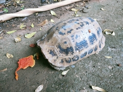 Indotestudo elongata