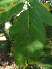 Ophiognomonia leptostyla