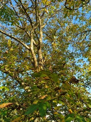 Ophiognomonia leptostyla