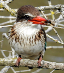Gryllotalpa africana