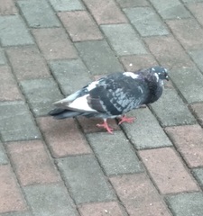 Columba livia domestica
