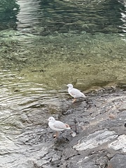 Chroicocephalus ridibundus