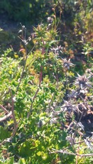 Berkheya heterophylla