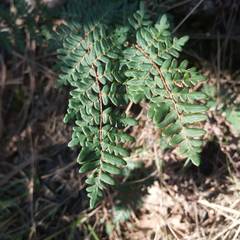 Paragymnopteris marantae