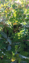 Berkheya heterophylla