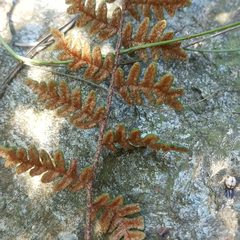 Paragymnopteris marantae