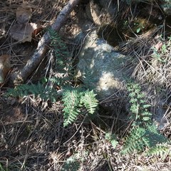 Paragymnopteris marantae