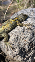 Sceloporus torquatus