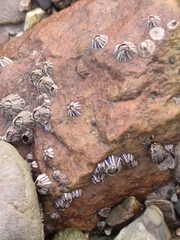 Fistulobalanus albicostatus