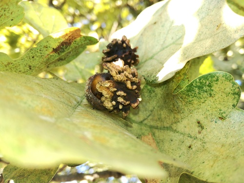 hrčiarka kalichová (Andricus quercuscalicis)