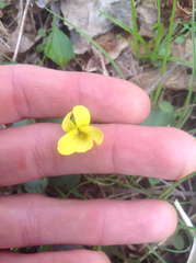 Viola pubescens