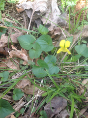 Viola pubescens