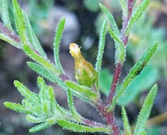 Rhynchopsidium sessiliflorum