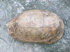 Indotestudo elongata