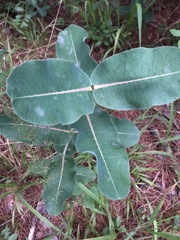Asclepias amplexicaulis
