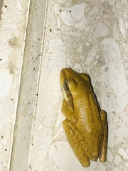 Polypedates maculatus