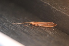 Psychoglypha bella