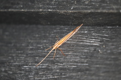 Psychoglypha bella
