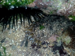 Holothuria grisea