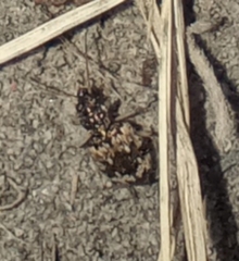 Tetragonoderus pictus