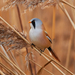 Bearded Reedling - Photo (c) Дмитрий Осипов, some rights reserved (CC BY-NC), uploaded by Дмитрий Осипов