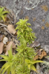 Orthophytum atalaiense