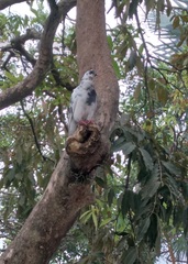 Columba livia domestica