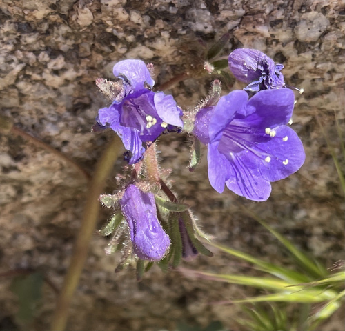 Wild canterbury bells (Phacelia minor)