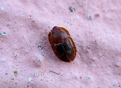 Amphotis marginata