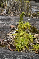 Orthophytum atalaiense