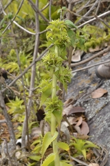 Orthophytum atalaiense