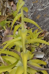 Orthophytum atalaiense