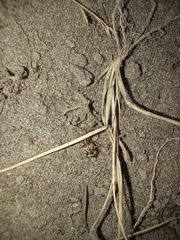 Tetragonoderus pictus