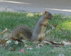 Sciurus niger