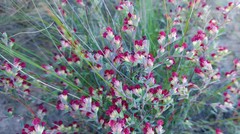 Hermannia diversistipula