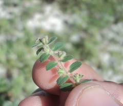 Euphorbia cozumelensis