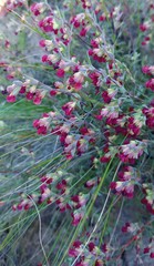 Hermannia diversistipula