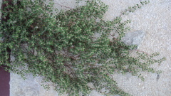 Euphorbia cozumelensis