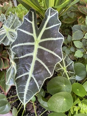 Alocasia amazonica
