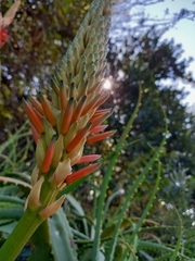 Aloe
