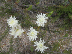 Lachnaea eriocephala