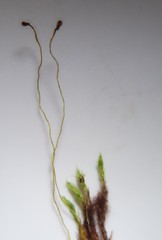 Aplodon wormskioldii