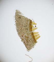 Aplodon wormskioldii