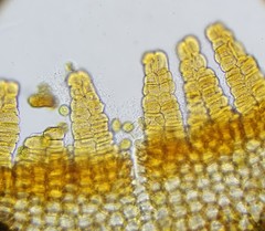 Aplodon wormskioldii