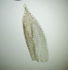 Aplodon wormskioldii